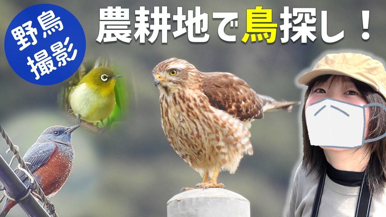 ここは絶滅危惧種サシバの楽園！農耕地で鳥探し【野鳥撮影vlog】