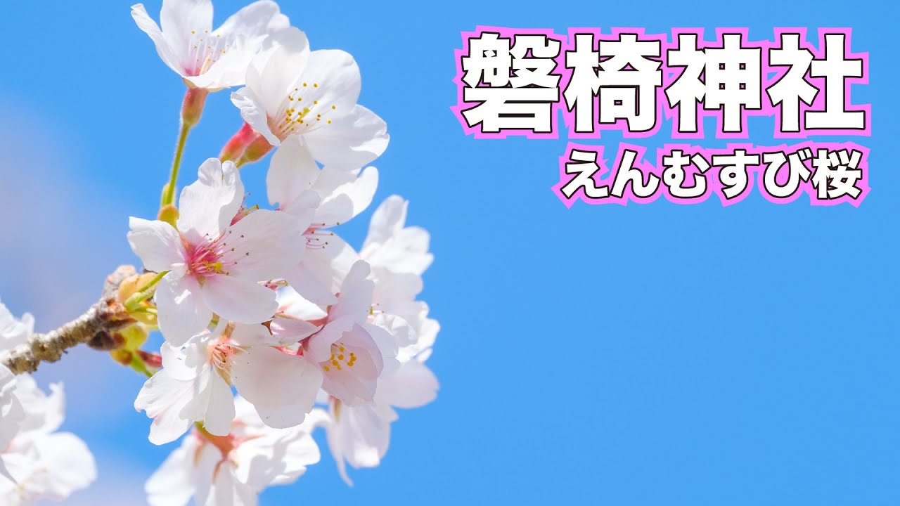 【えんむすび桜】「磐椅神社」の伊東政則さん～福島県猪苗代町～