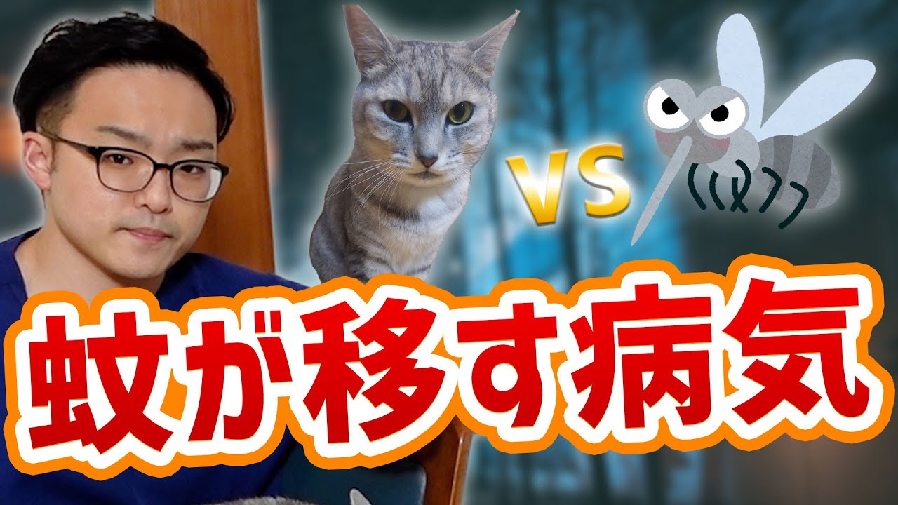 【猫のフィラリア予防】やった方が良い？？やらなくてよい？？獣医さんが解説！！