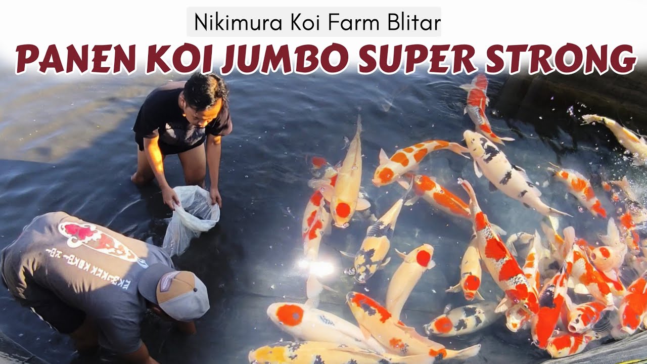 Siap Diborong ❗Produk Terbaik Nikimura Koi Farm Blitar