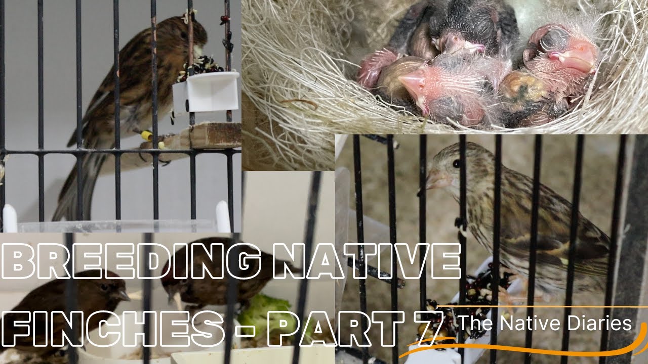 Breeding British Finches Part 7 - The Native Diaries