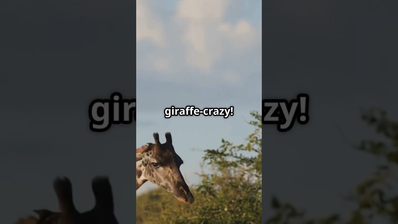 🦒 France&rsquo;s First Giraffe: A Royal Gift Like No Other! 🇫🇷 #History #France #Giraffe #Shorts