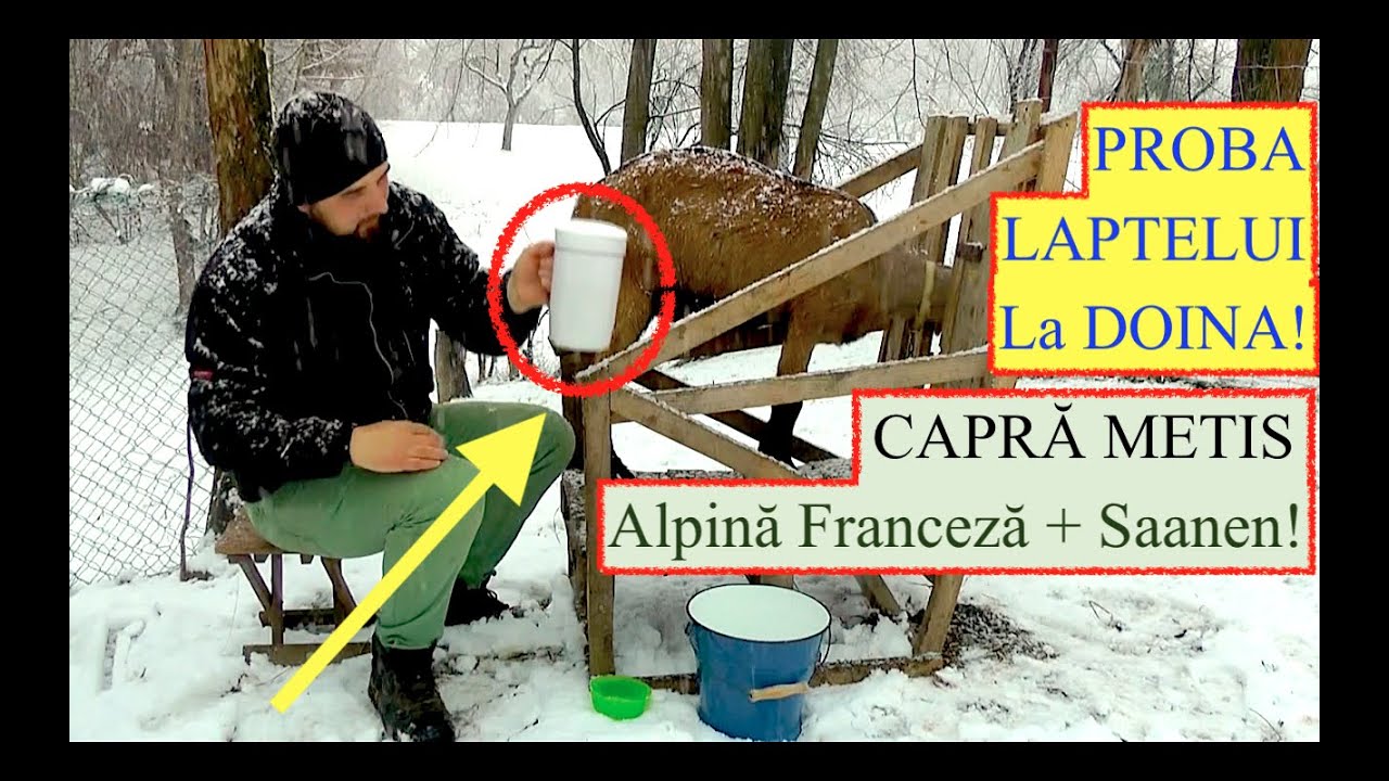CE PROBLEME A AVUT DOINA? Proba laptelui - Capra Alpină Franceză + Saanen! #OrășeanLaȚară!