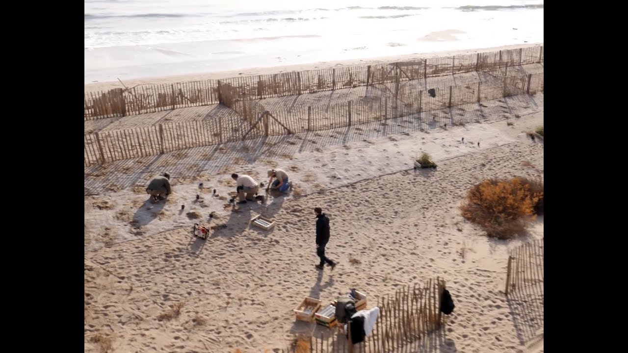 EID-Med / Littoral - Revégétalisation d'une dune