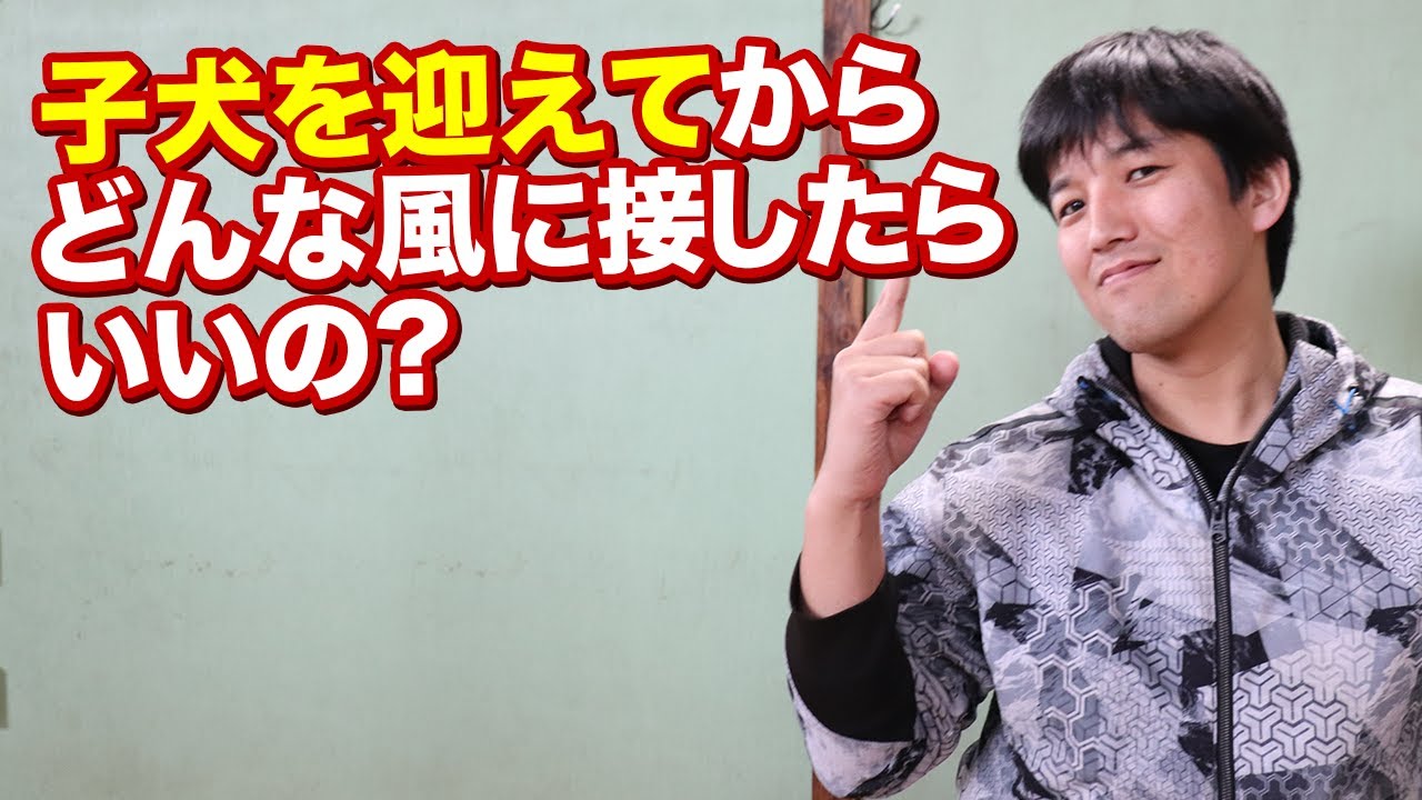 子犬を迎えてからどんな風に接したらいいの？順を追って説明します！