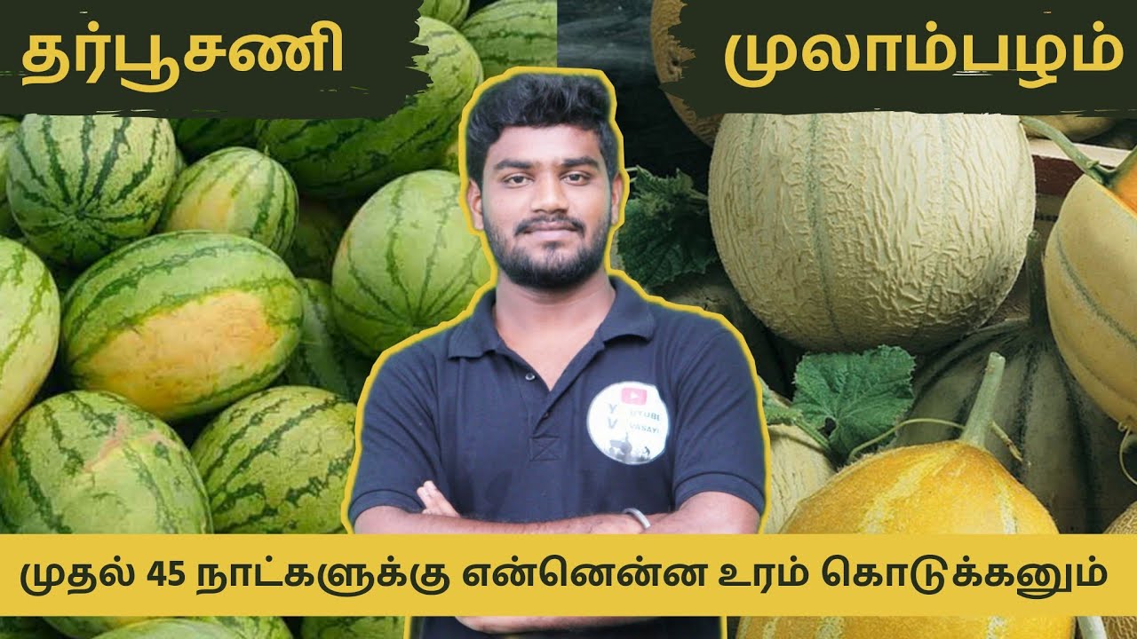 watermelon -Muskmelon -தர்பூசணி -முலாம்பழம் முதல் 45 நாட்களுக்கு என்னென்ன உரம் போட்டா நல்ல மகசூல்?