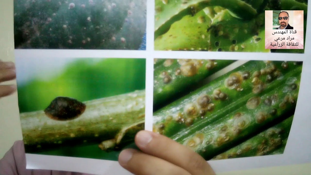 مرض حشرى لنباتات يسمى حشرة قشرية طرق العلاج والوقاية Coccoidea حلقة 69