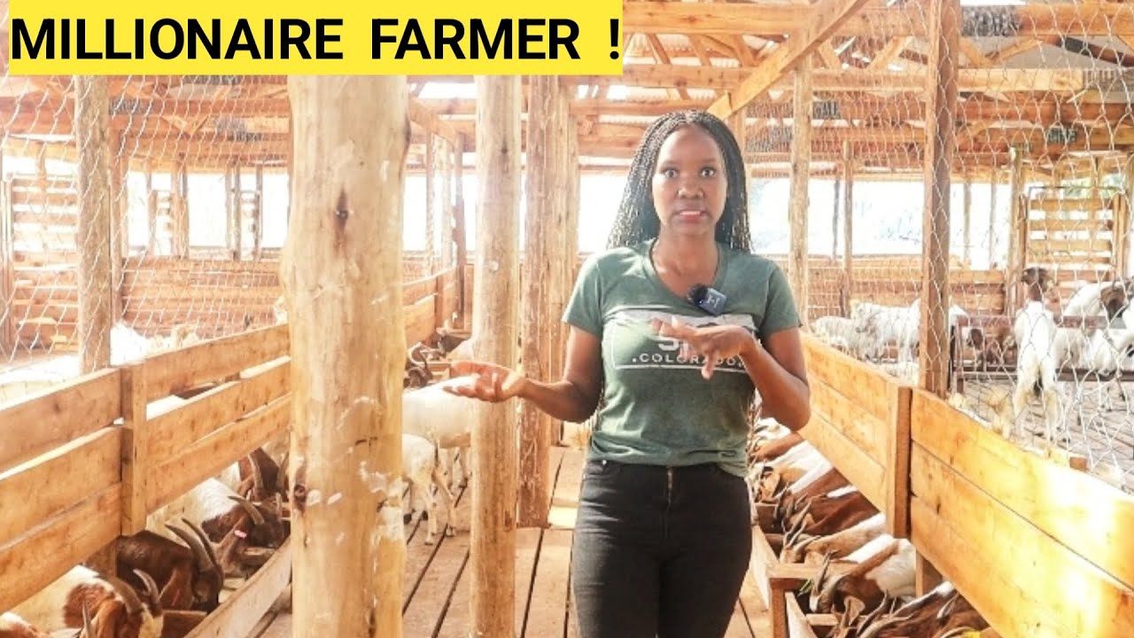 How To Feed GOATS In A Simple Goat Farm Business! | Better feeds, New kids (ROUTINE)
