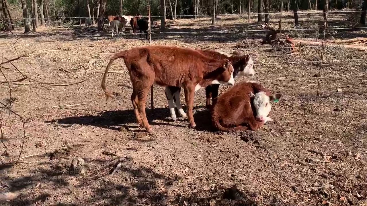 Penny Update, Day 1 Draxxin Given To 3 Calves