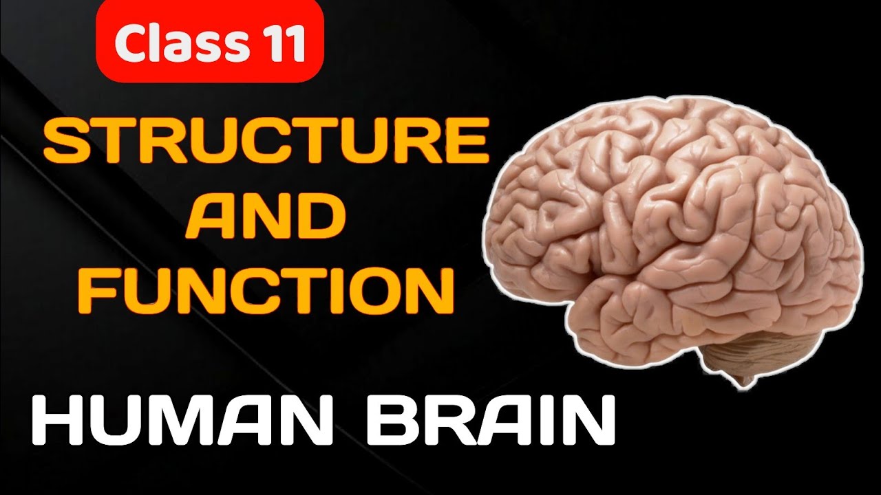 Human Brain -Structure and Function |NCERT |NEET |AIIMS 