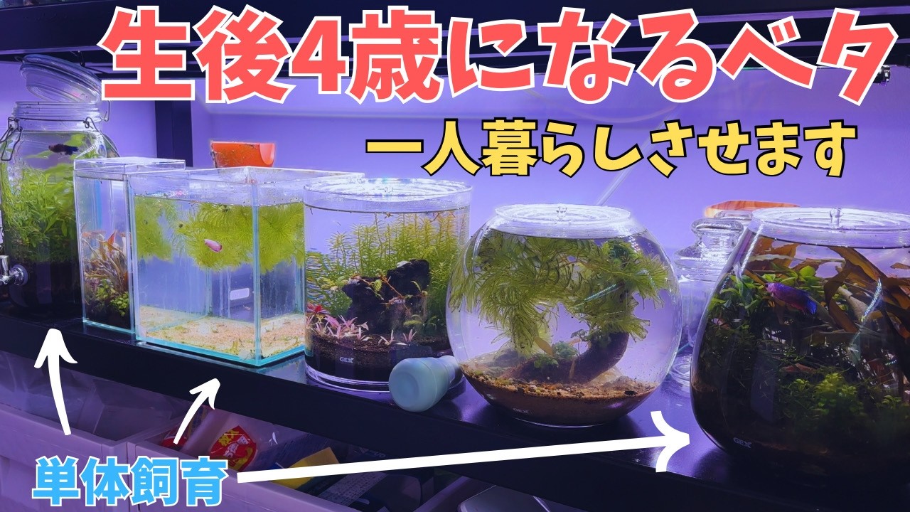 ４年間飼育管理している混泳水槽にいるベタの引っ越し＃アクアリウム