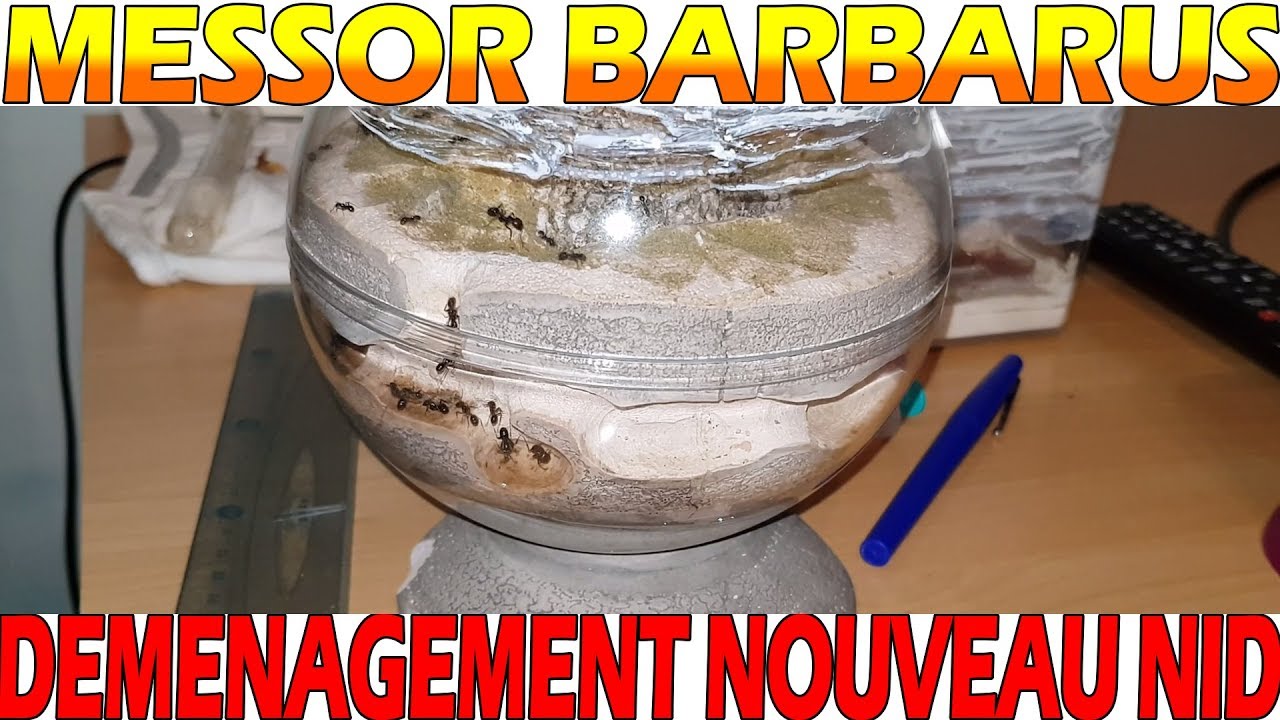 Messor barbarus - Déménagement nouveau nid Sphéria fourmis.fr