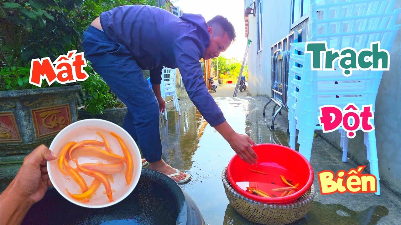 Tổn Thất Ngày Đầu Cưới Đại Mình Đã Mất Đi Trạch Đột Biến / Quế Nghịch