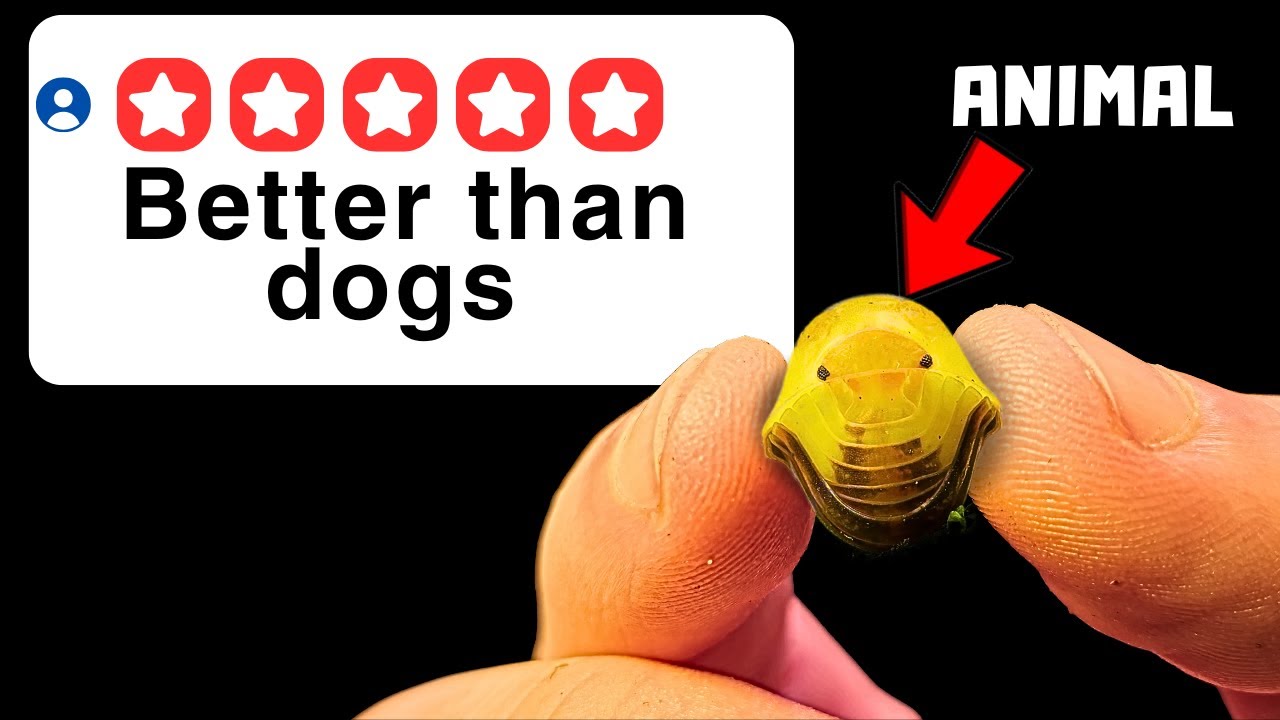 I Bought 5 Star Pets Online...