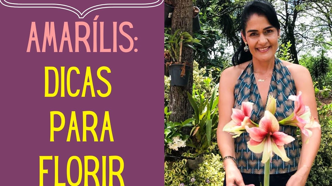 PLANTAS FLORIDAS: Amarílis: Técnica para fazer voltar a florir rápido