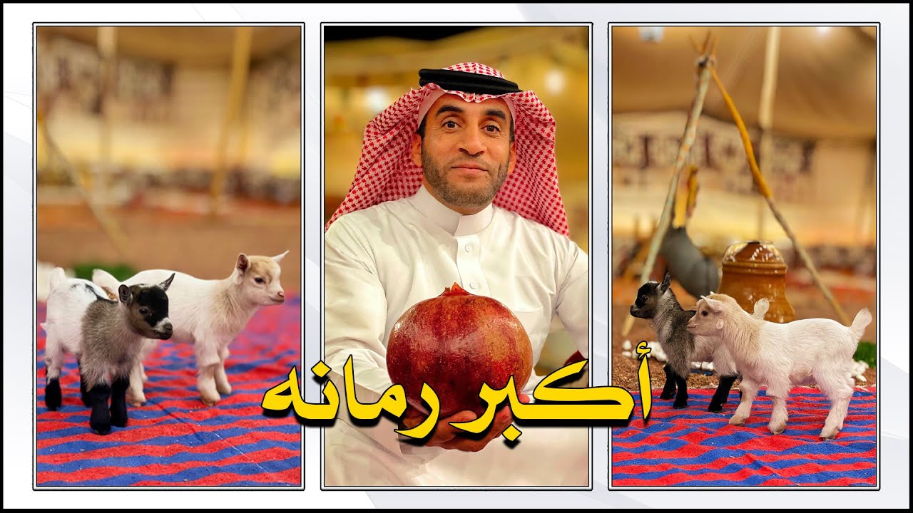 اكبر رمانه في مهرجان الرمان