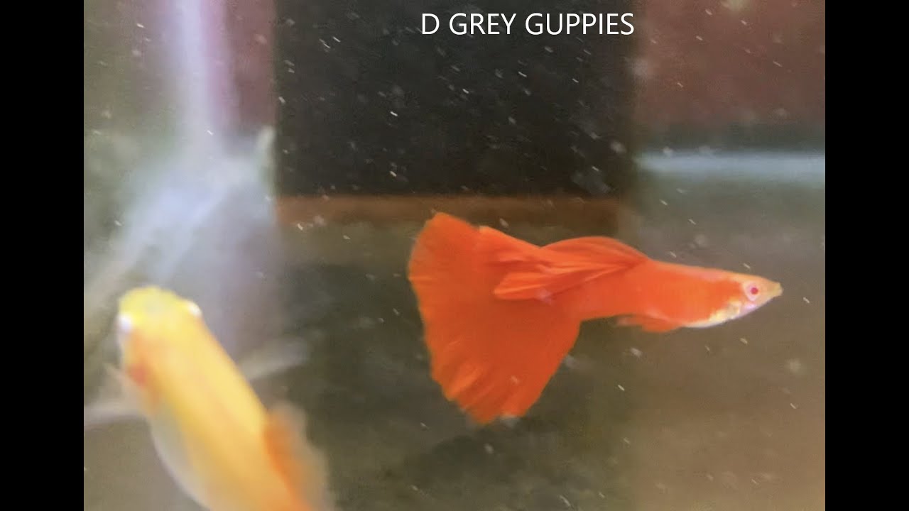 Update on the All Red Albino Guppy Breeding Groups