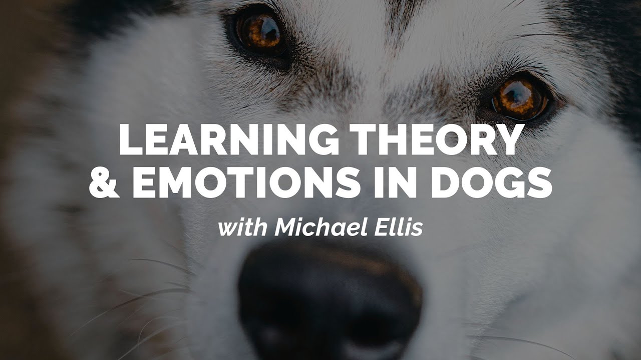 Michael Ellis on Learning Theory and Emotion in Dogs