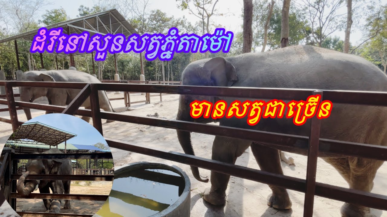 ដំណើរកម្សាន្តសួនសត្វភ្នំតាម៉ៅ | Phnom Tamao zoo