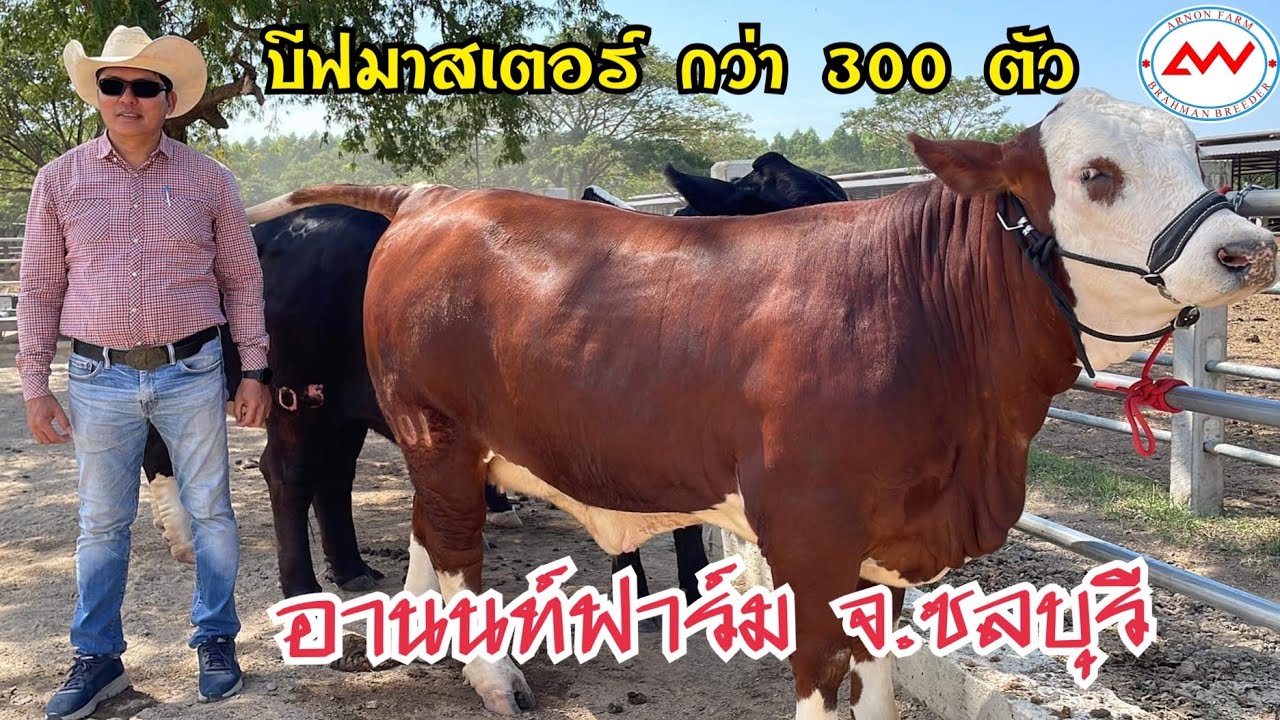 ที่นี่ อานนท์ฟาร์ม เลี้ยงวัวบีฟมาสเตอร์ กว่า300 ตัว สายพันธุ์แห่งกำไร เลี้ยงง่ายโตไว กำไรงาม @ชลบุรี