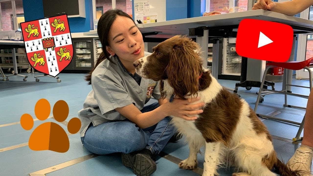 Why I started YouTube as a Vet Student (Cambridge University)