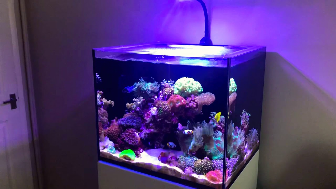 Red Sea reefer 170 ai prime
