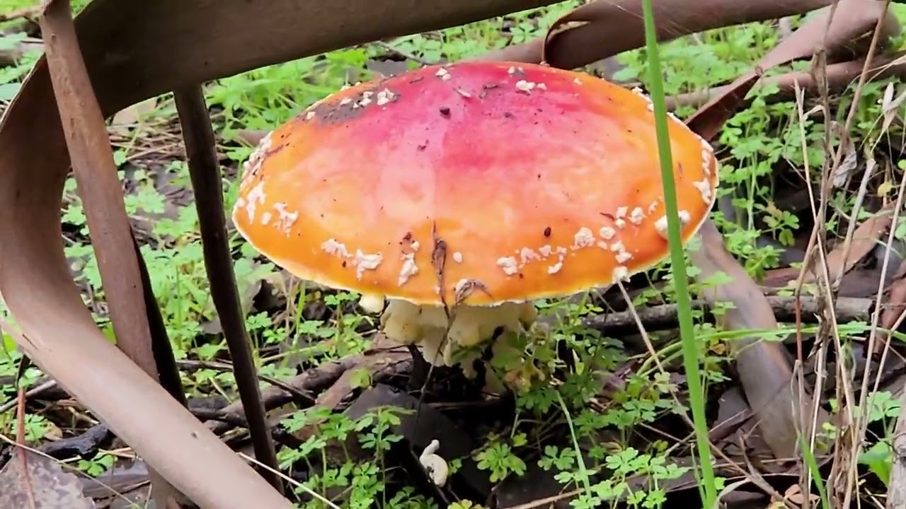 Mycelium