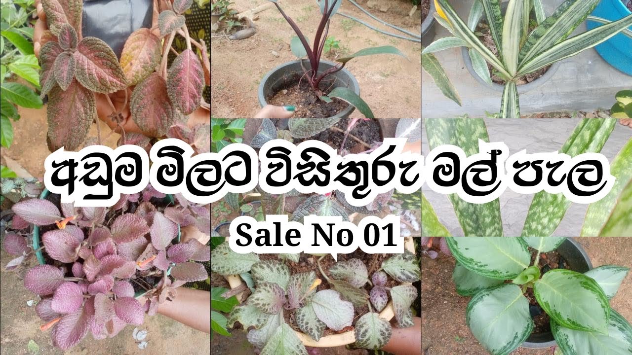 අඩුවට ලස්සන මල් පැල (Sale 01)