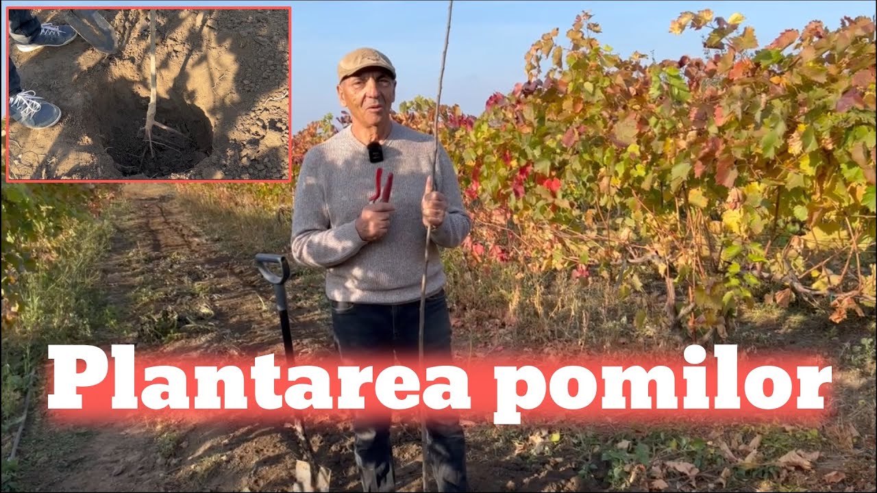 Cum plantam pomii in functie de conditii (sol, vant, umiditate)?