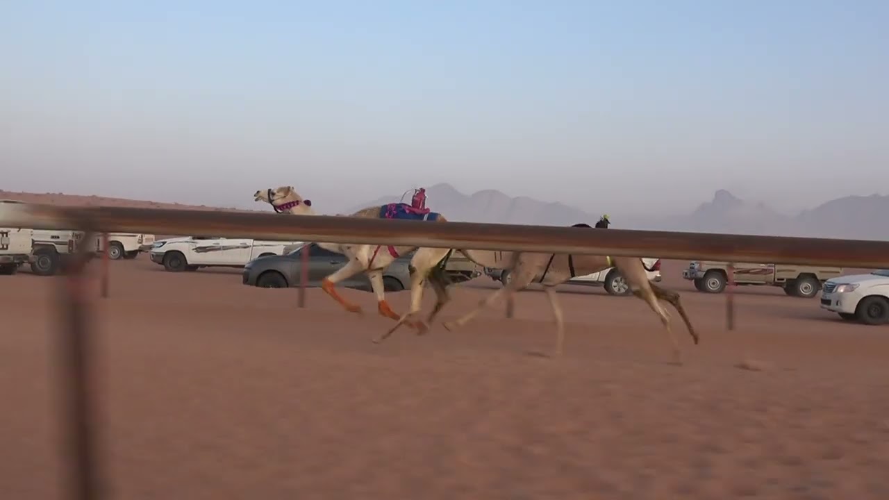 الشوط الرئيسي للبكار اللقايا 5كم(حلوه)لـ عيد بن عوده النجيدي الحويطي1447/8/5