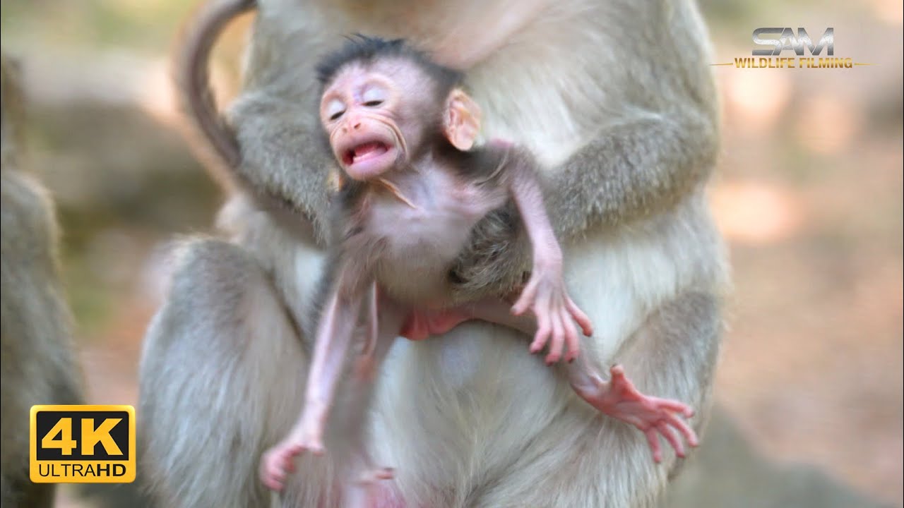 BUTTON Teach Her Baby From Chest to Exploration