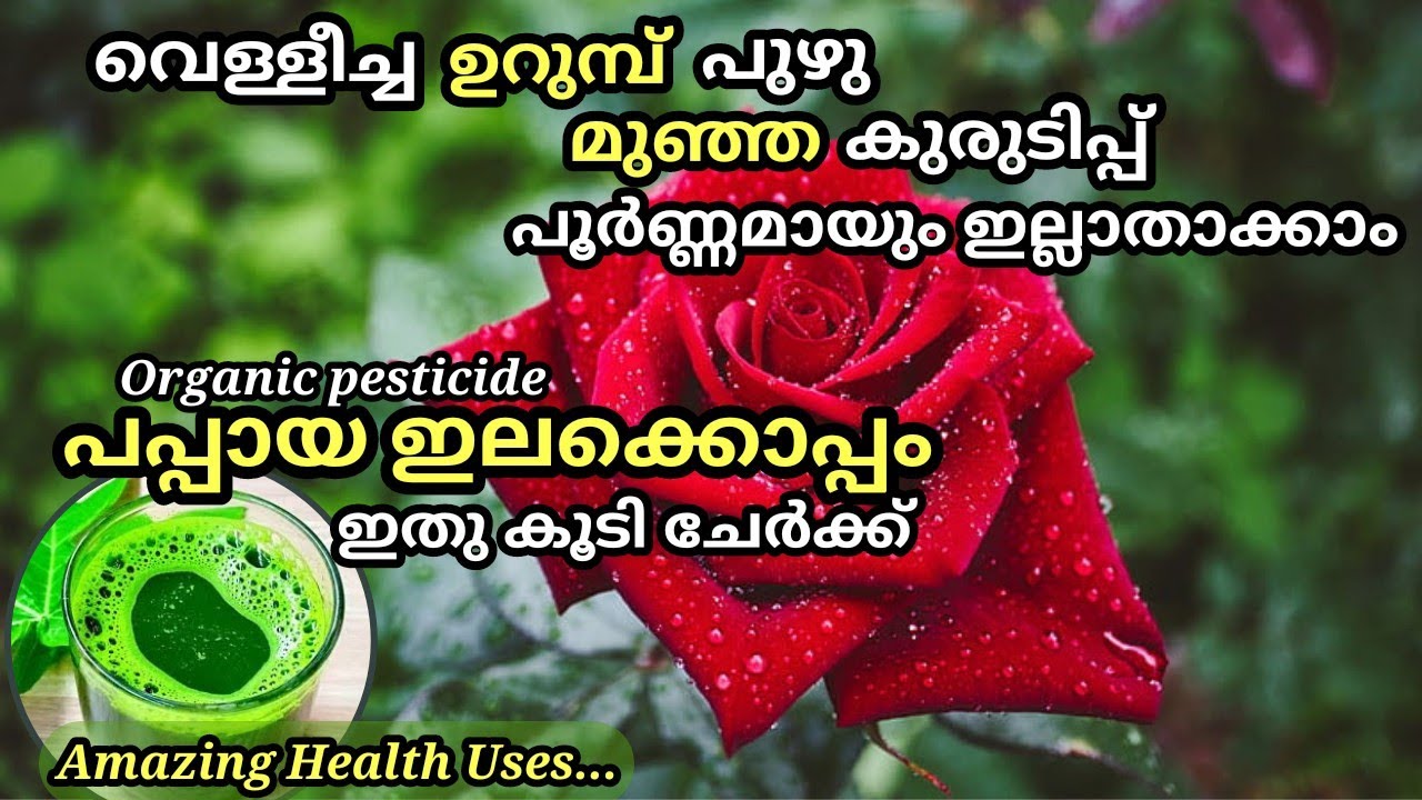 Papaya leaf Pesticides for all Plants / പപ്പായ ഇല കൊണ്ട് ഒരു കിടിലൻ കീടനാശിനി എളുപ്പത്തിൽ ഉണ്ടാക്കാം