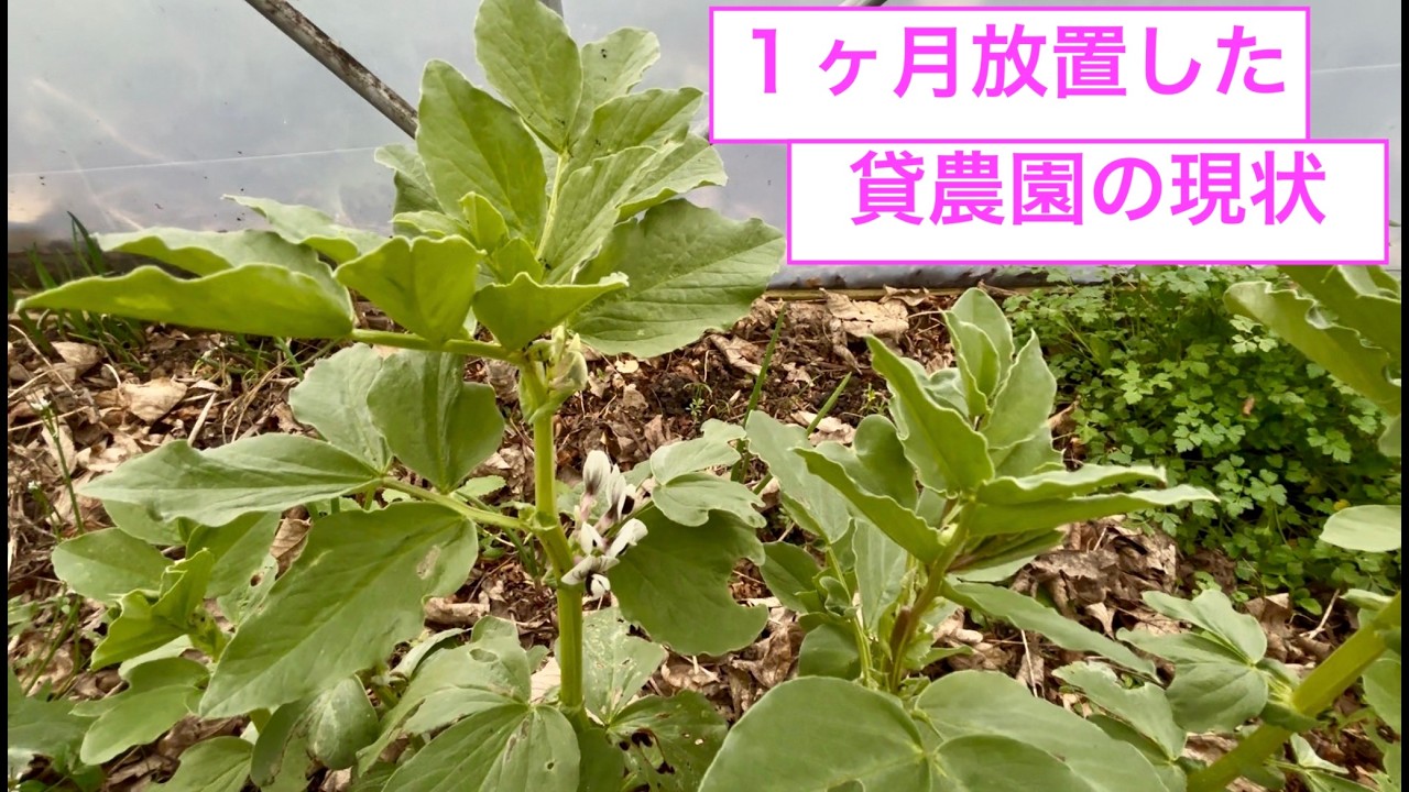 自然栽培2年目2月のファームツアー