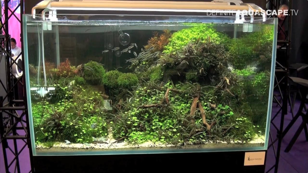 Aquarium ideas from InterZoo 2014 (pt.45) - Econlux