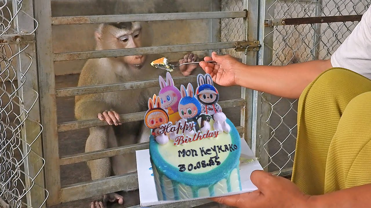Happy Birthday To King Monkey Kako For 7 Years Old