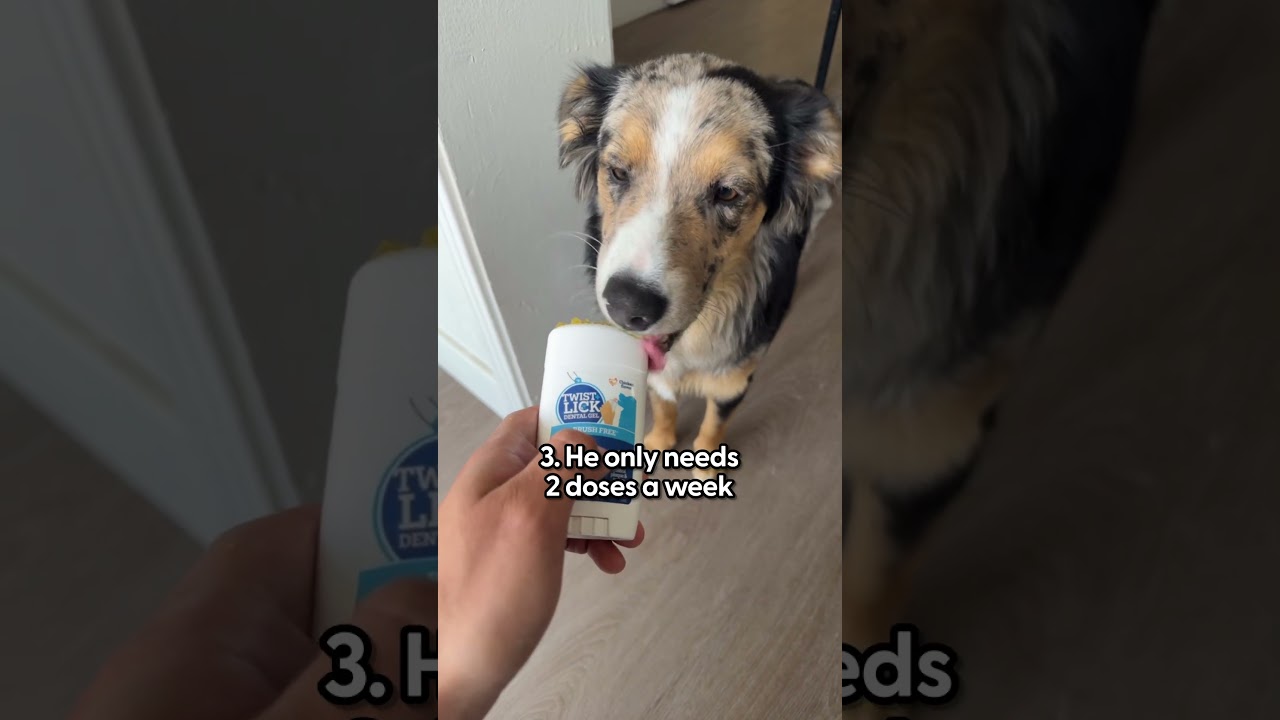 This Tooth Paste Keeps My Dog's Teeth Healthy | The Pack