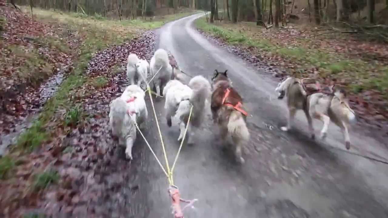 Sled Dog training with Husky`s and Samoyed`s