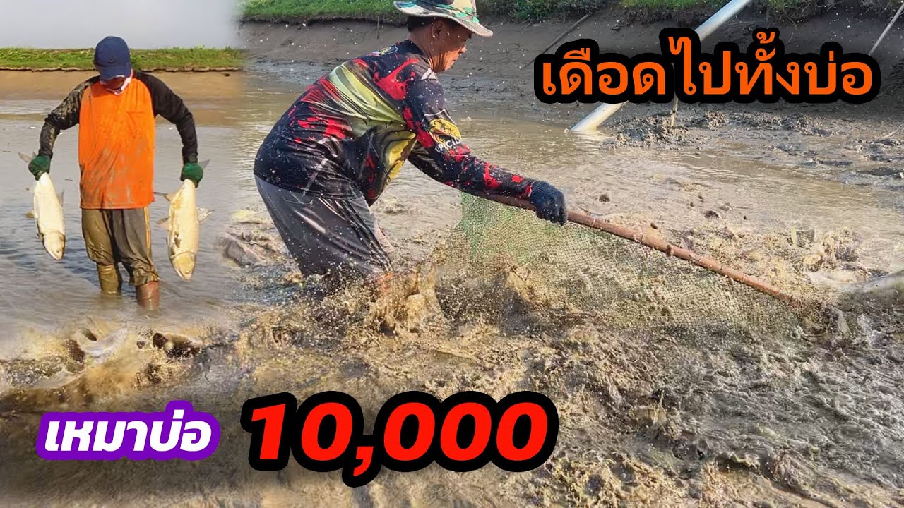 เหมาบ่อ 10,000บาท ปลาเยอะจัด มีเป็นหมื่นๆตัว | Ep.200