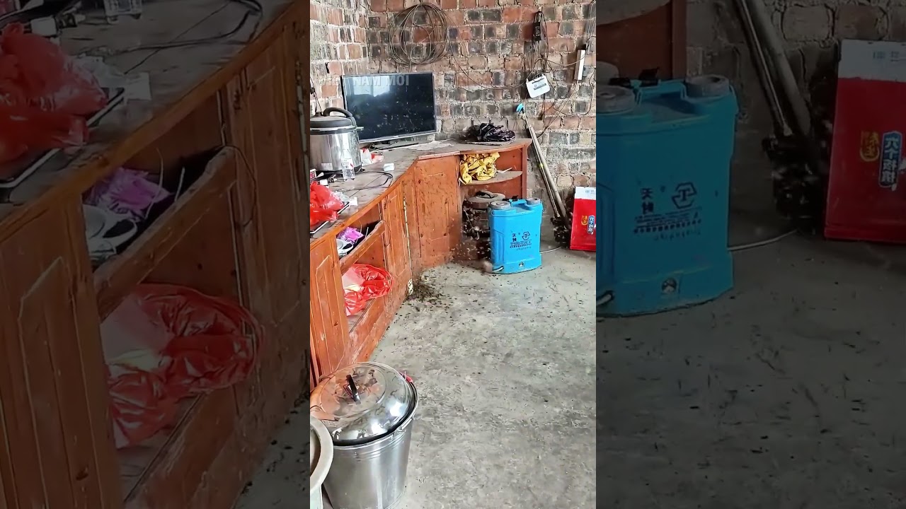 Cả đ&agrave;n ong mật bất ngờ bay v&agrave;o nh&agrave; l&agrave;m tổ
