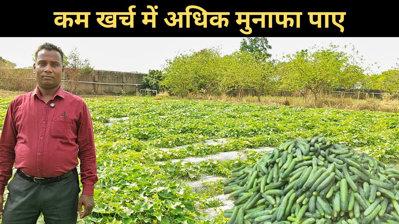 Kheera Ki Kheti || cucumber Farming || Drip irrigation || Mulching Guide ||Rajesh Kumar