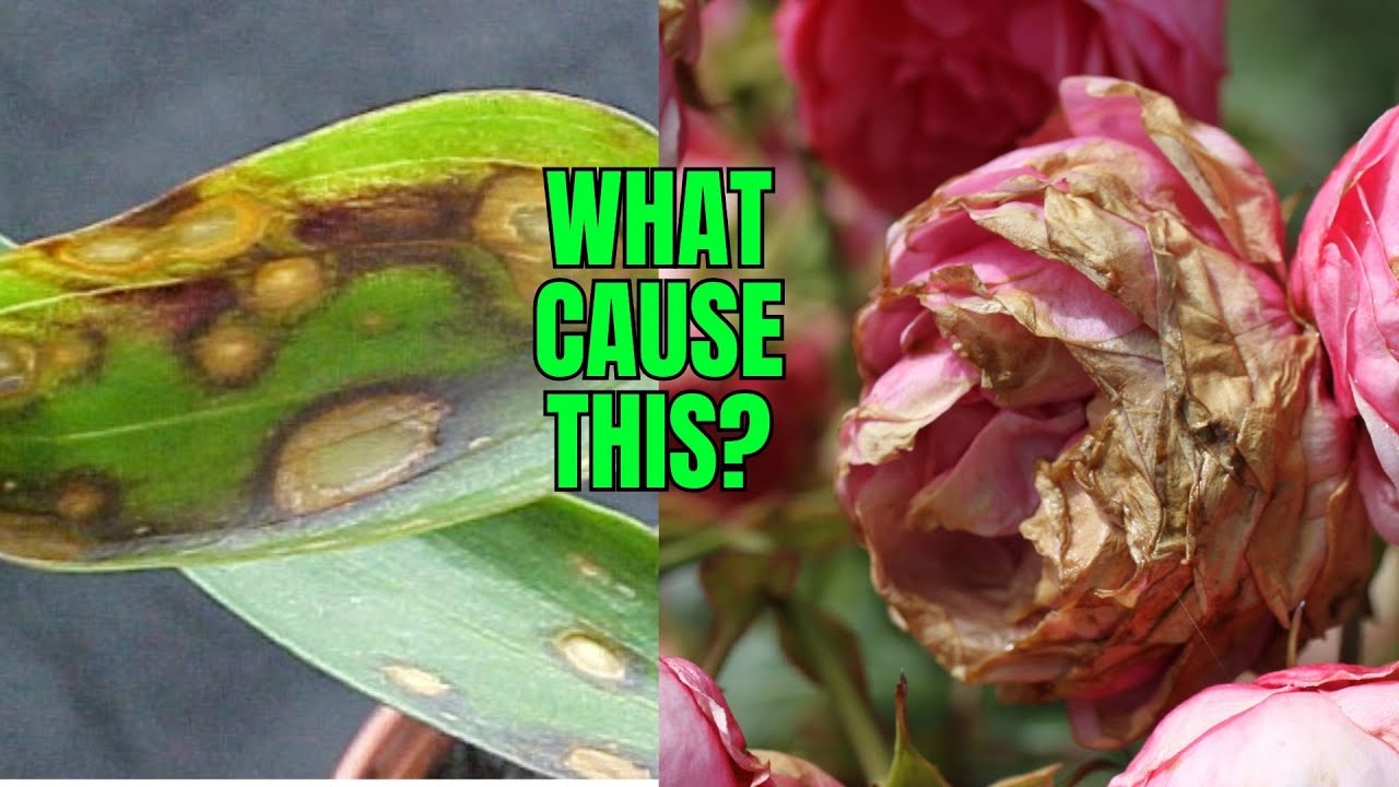 Botrytis Blight Understanding, Prevention, and Control
