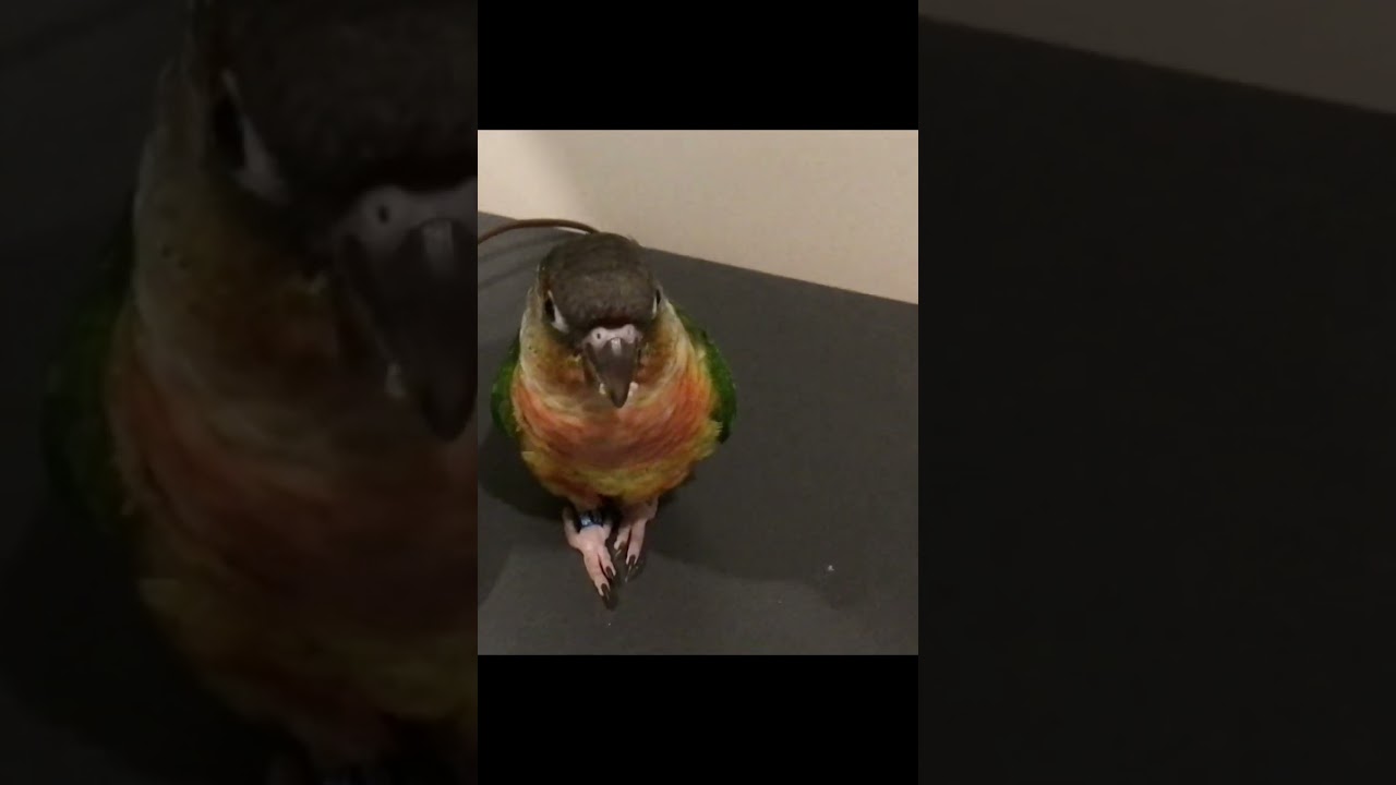 Mango wanted seeds #bird