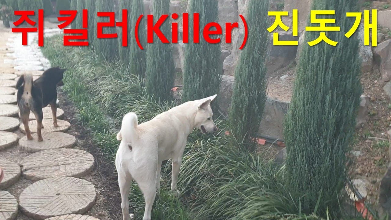 쥐킬러Killer진돗개