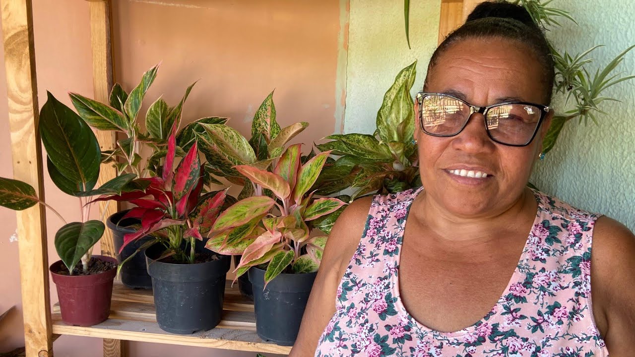 #MINHA VARANDA VERDE .CONHEÇA PLANTAS QUE CULTIVO #iniciante #facildeconhecer #plantas 