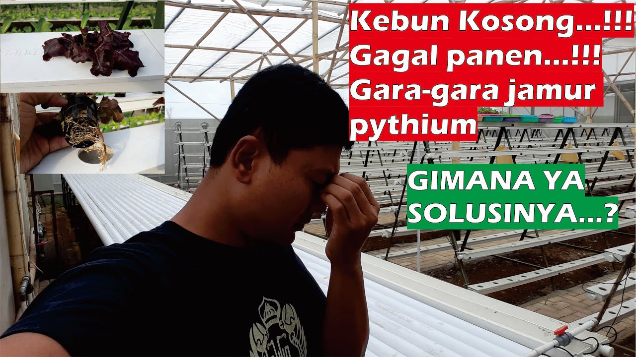 Cara mengatasi jamur pythium pada sistem hidroponik
