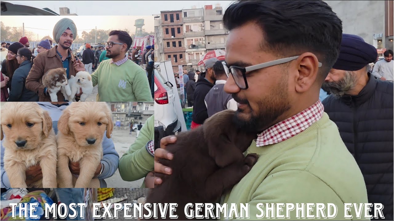 Dog Show in Amritsar (Second time in January) 18-01-2026