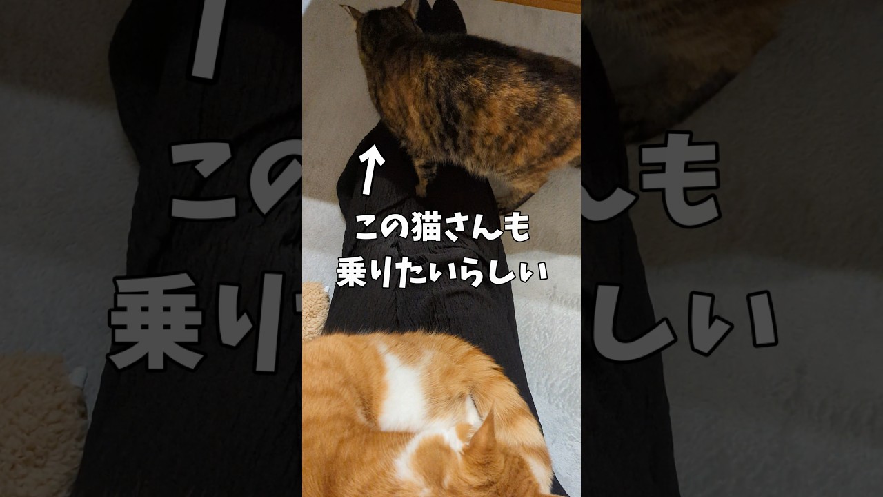 猫二匹乗りに挑戦！ #うちの猫がへんなことしてる