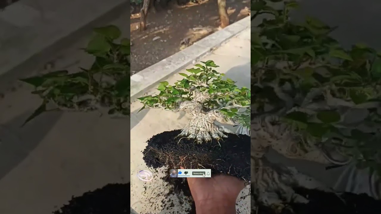 BONSAI WARU SIAP KOMPETISI #warulokal #bonsai #shorts #shortvideo #viralvideo