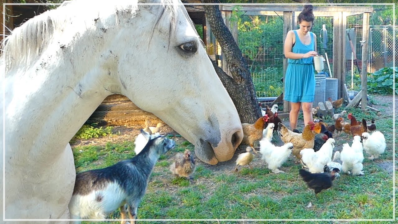 Farm Animals and Chores - A Sunday On The Homestead