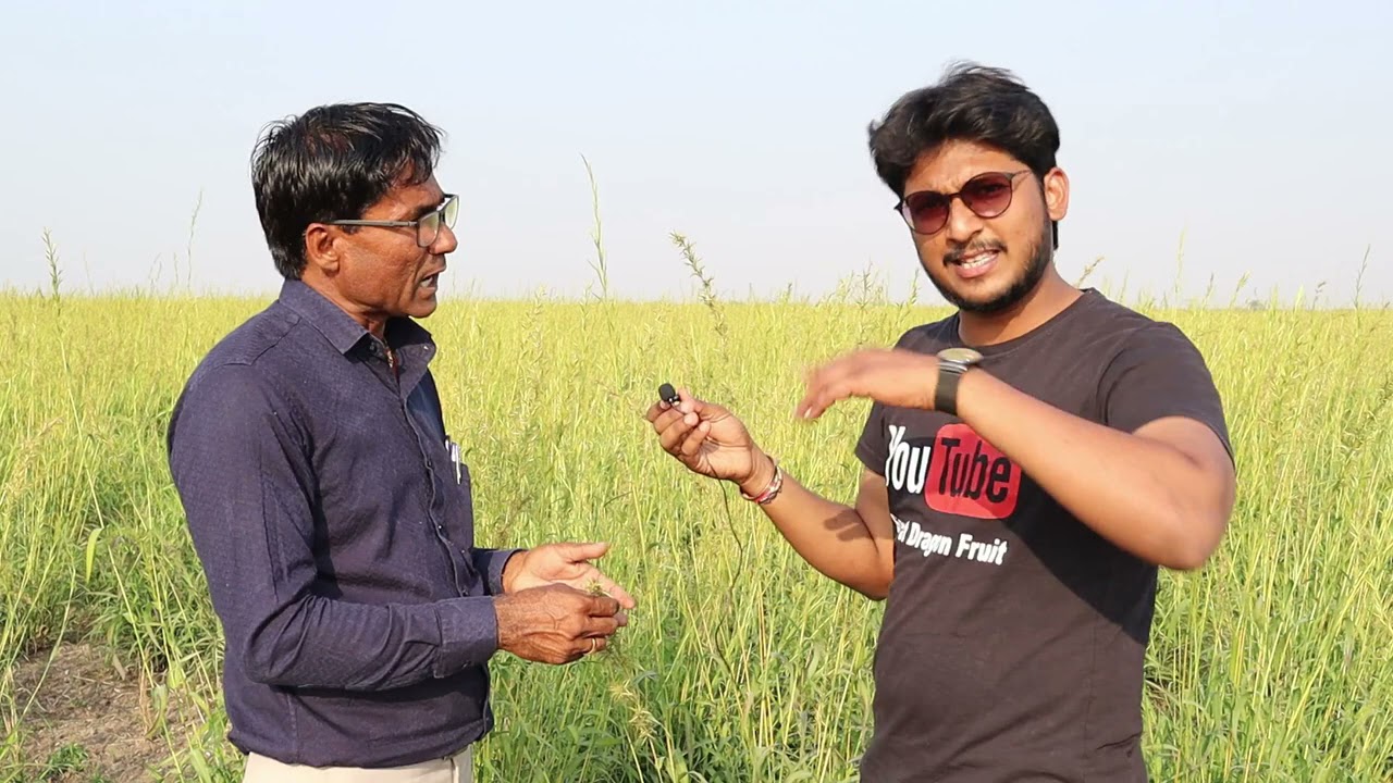 Pamaroja Farming in Gujarat | low cost farming | high return on farming